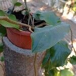 Monstera tuberculata Blad