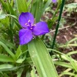 Tradescantia virginianaKvět