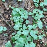 Ranunculus ficaria Hostoa