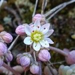 Sedum dasyphyllum Λουλούδι