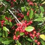 Ilex opaca Фрукт