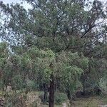 Juniperus oxycedrus ശീലം