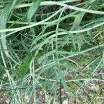 Coincya monensis Leaf