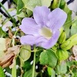 Thunbergia grandifloraFlower