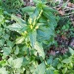 Mercurialis annua Leaf