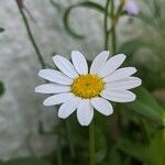 Mauranthemum paludosum Blüte