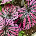 Begonia brevirimosa Leaf