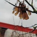 Acer tataricum Fruit