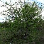 Prunus mahaleb Habitat