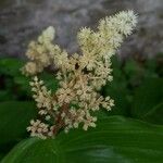 Maianthemum racemosum 花