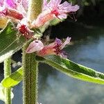 Lythrum salicaria ᱡᱚ
