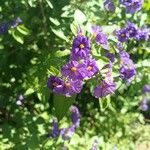 Solanum laciniatumFlower