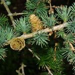 Larix kaempferi फल