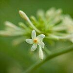 Carica papaya Flower