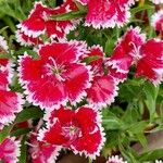 Dianthus barbatusΛουλούδι