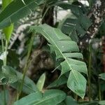 Heliconia rostrata Leaf