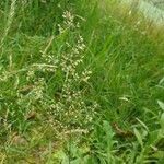 Agrostis stolonifera Flower