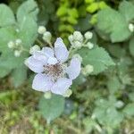 Rubus armeniacus花