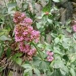 Valeriana rubra Floare