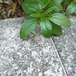 Sphagneticola trilobata Leaf