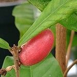 Synsepalum dulcificum Fruto