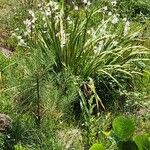 Watsonia borbonica অভ্যাস