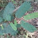 Vachellia cornigera Folio