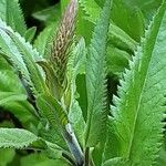 Veronica longifolia Blüte