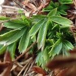 Potentilla caulescens Blatt