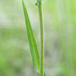 Thysanocarpus curvipes Leaf