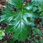 Acanthus mollisFeuille