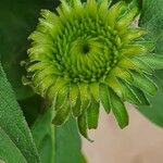 Echinacea purpurea অন্যান্য