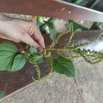 Amaranthus viridis葉