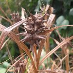 Carex grayi Fruit