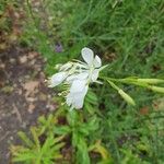 Oenothera lindheimeri പുഷ്പം