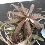 Cryptanthus zonatus ᱥᱟᱠᱟᱢ