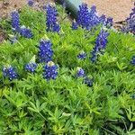 Lupinus texensis Hostoa