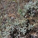 Artemisia caerulescens Hoja