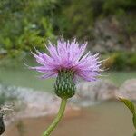 Cirsium monspessulanumFlor