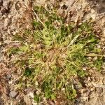 Trifolium suffocatum Likasa