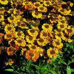 Helenium autumnale Çiçek