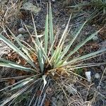 Yucca pallida Hábito