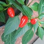 Capsicum frutescens Фрукт