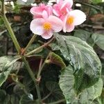 Begonia incarnata 花