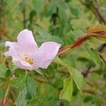 Rosa micrantha Fleur