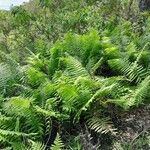 Thelypteris bergiana Συνήθη χαρακτηριστικά