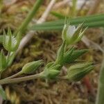 Arenaria serpyllifolia 花