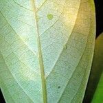 Nectandra purpurea Φύλλο