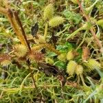 Xanthium orientale Frucht