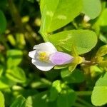 Mazus pumilus Cvet